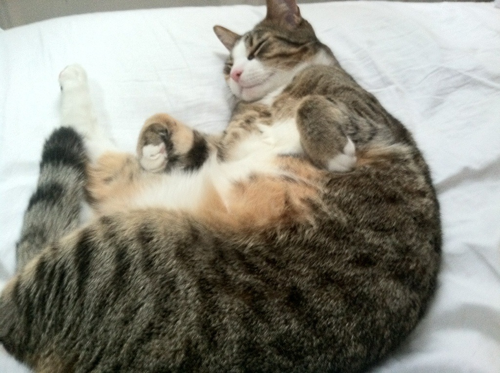 _绿军逆境重生，险胜对手半场_，绿军战绩