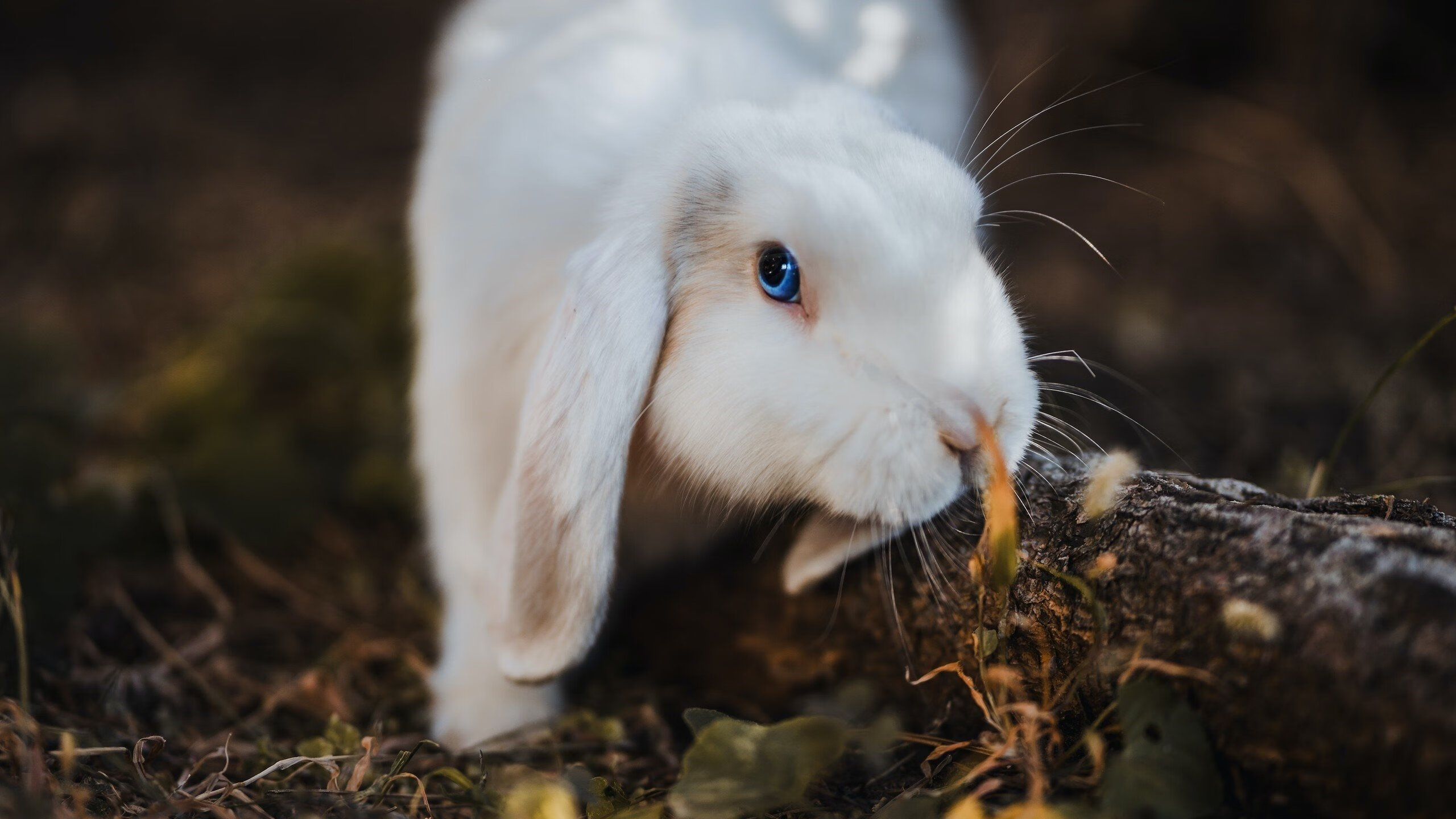 《赛事平台：技术创新推动线上赛事更精彩》，在线赛事服务平台