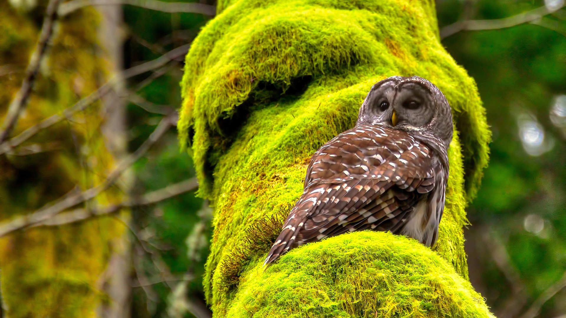 中国体育总局宣布多项政策支持篮球青训发展,篮球青训是什么意思