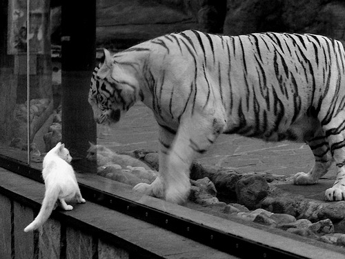 传奇再临：老将如何影响年轻一代球员？，lol老将传奇