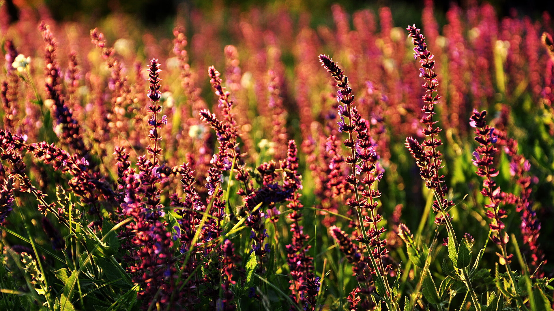 法甲:达拉斯单车队3-0完胜斯特拉斯堡,态势逐步稳定,达拉斯fc