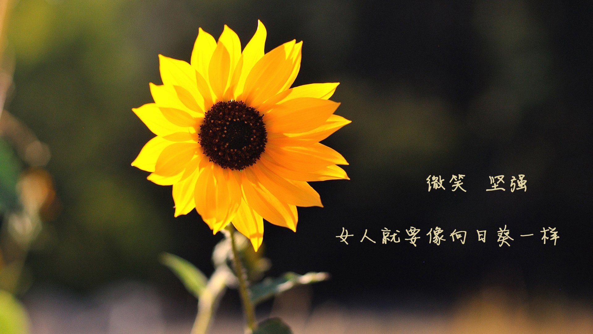 快船攻防俱佳轻取猛龙,快船与猛龙