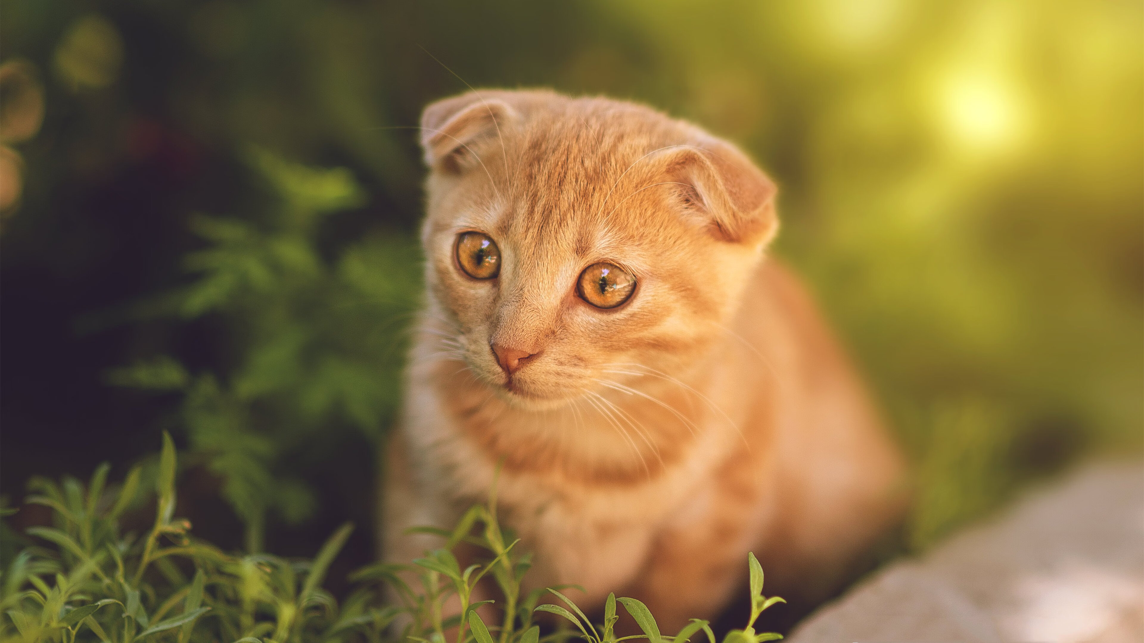 快船球队内线防守压力增大,快船的防守能力