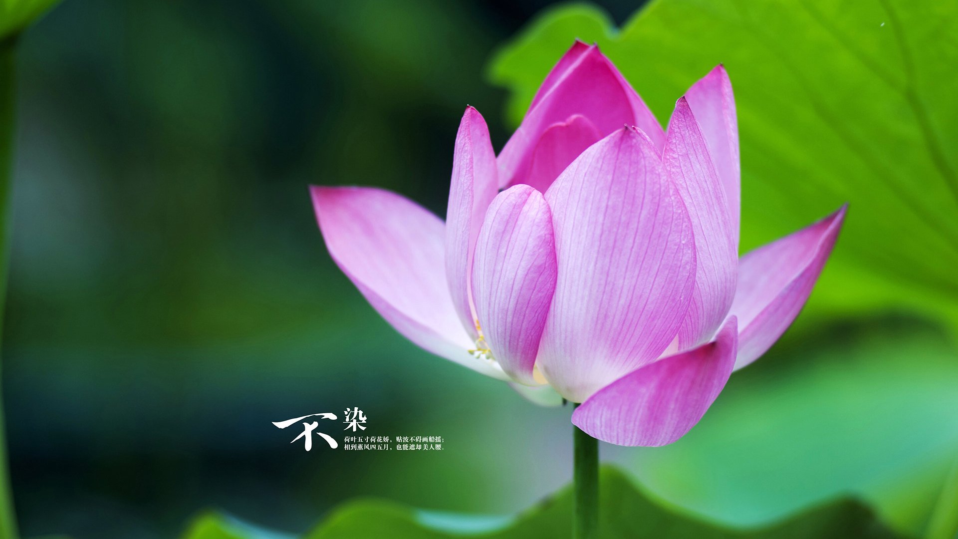 曼联迎战桑德兰，索尔斯克亚能否带领球队获胜？，曼联队歌索尔斯克亚