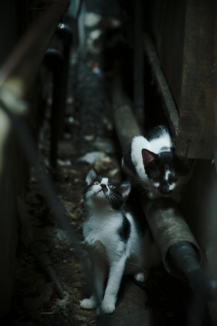 体育赛事品牌价值评估，体育赛事品牌价值评估方法