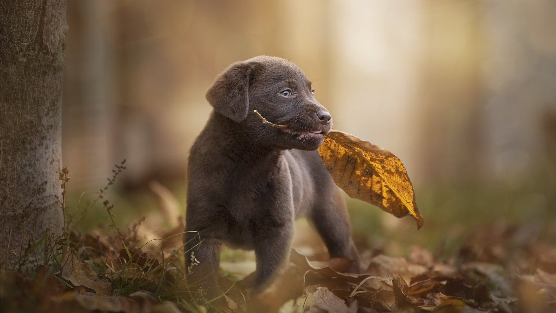 体育赛事多元化品牌建设，体育赛事品牌打造