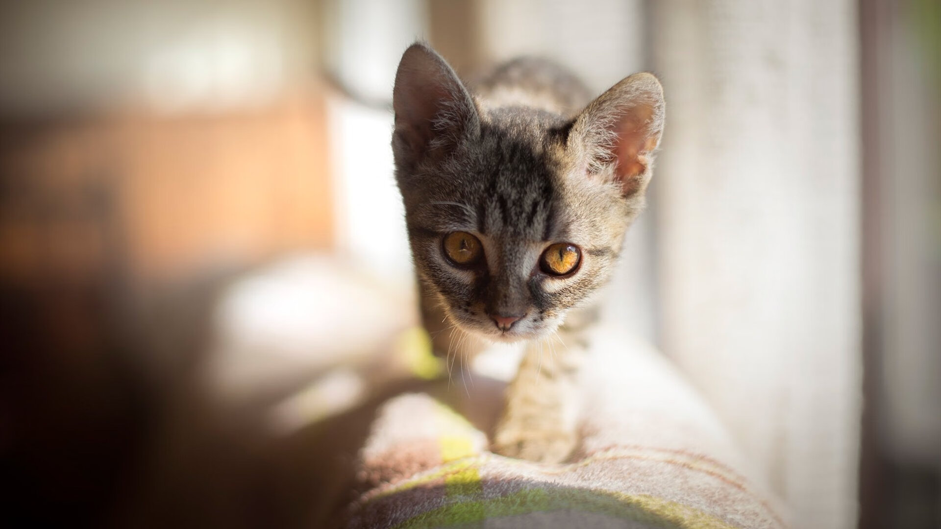 技术雷达图揭示蝶泳顶尖选手稳定性,蝶泳技术分析