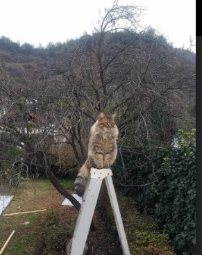 大数据分析赋能青训，全面提升青少年的个人能力和战术理解，青少年大数据平台