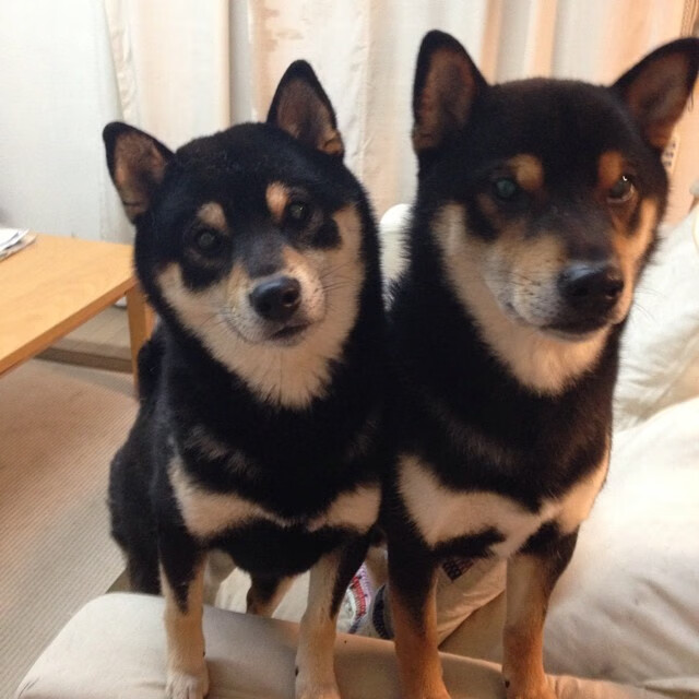 女子篮球青年队加强临场应变能力训练，女子篮球队招新