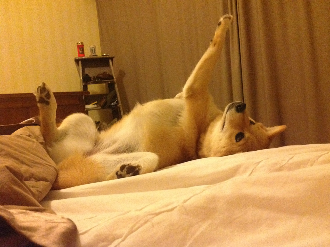 美洲杯明星闪耀:突破、助攻,精彩上演!,美洲杯明星球员