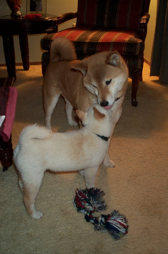 美洲杯经费投入与产出分析,美洲杯赔付率