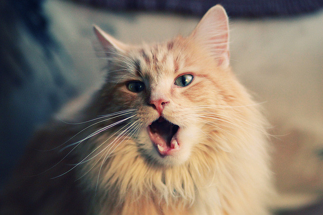 跳水与水球跨项目竞争力提升显著，跳水体育项目